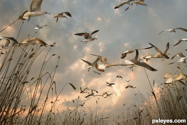 Gulls at Sunset