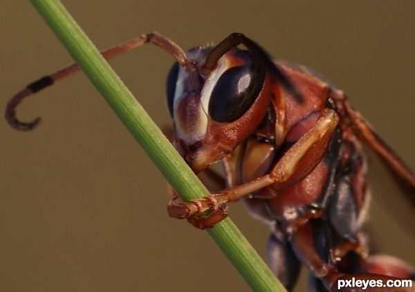 Bush attracting wasps