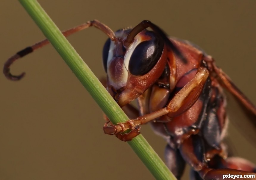 Bush attracting wasps photoshop picture)