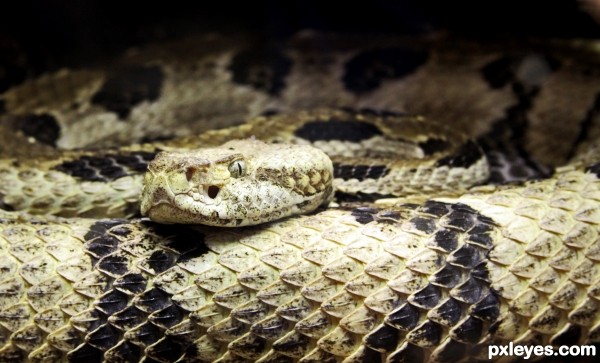 Rattlesnake