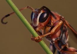 Bush attracting wasps