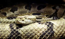 Rattlesnake