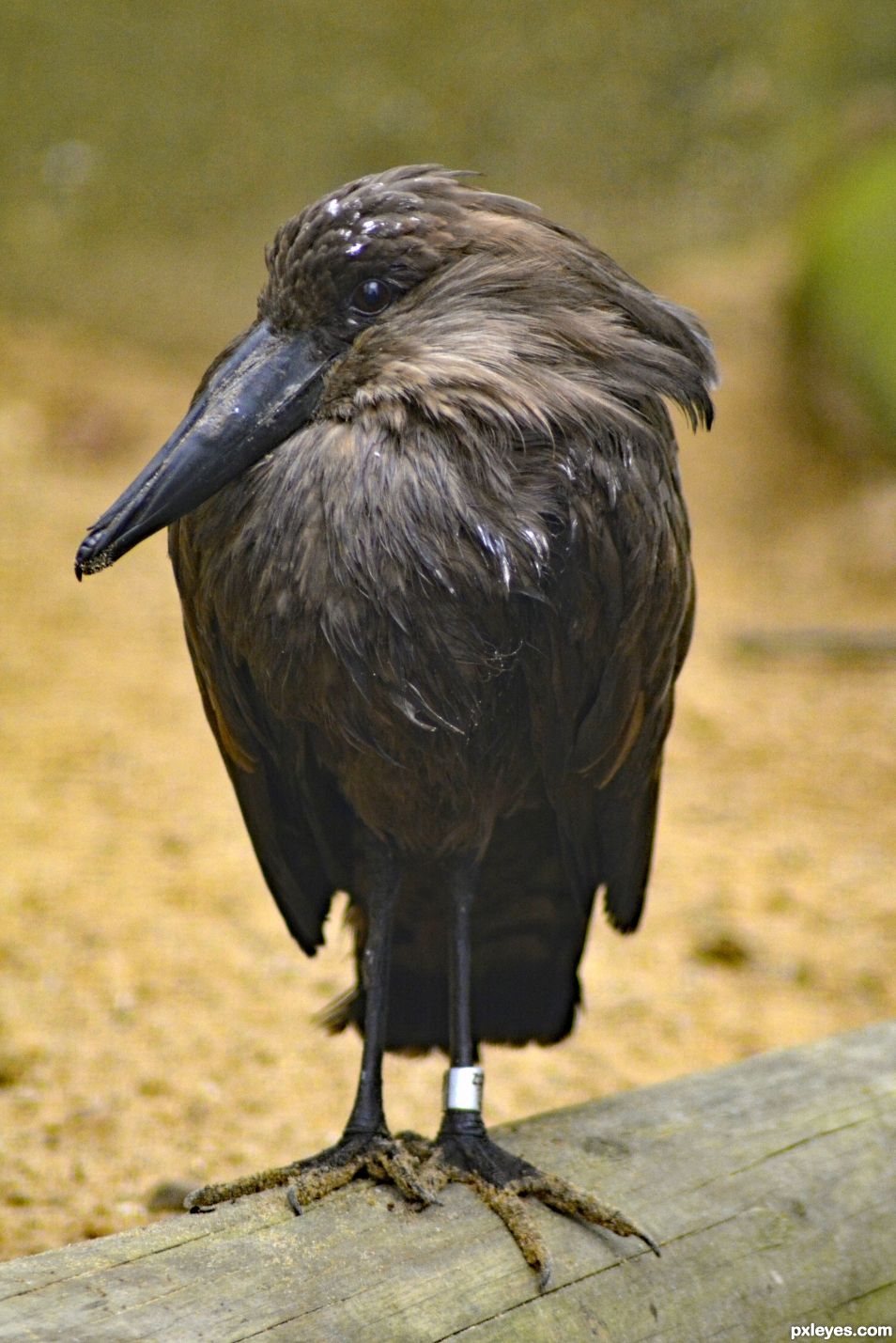 Hamerkop