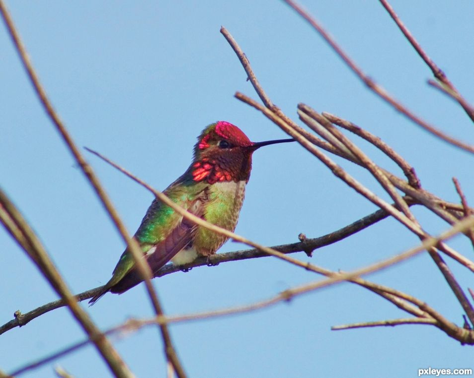 Hummingbird