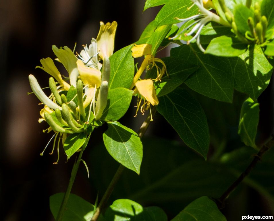 Honeysuckle