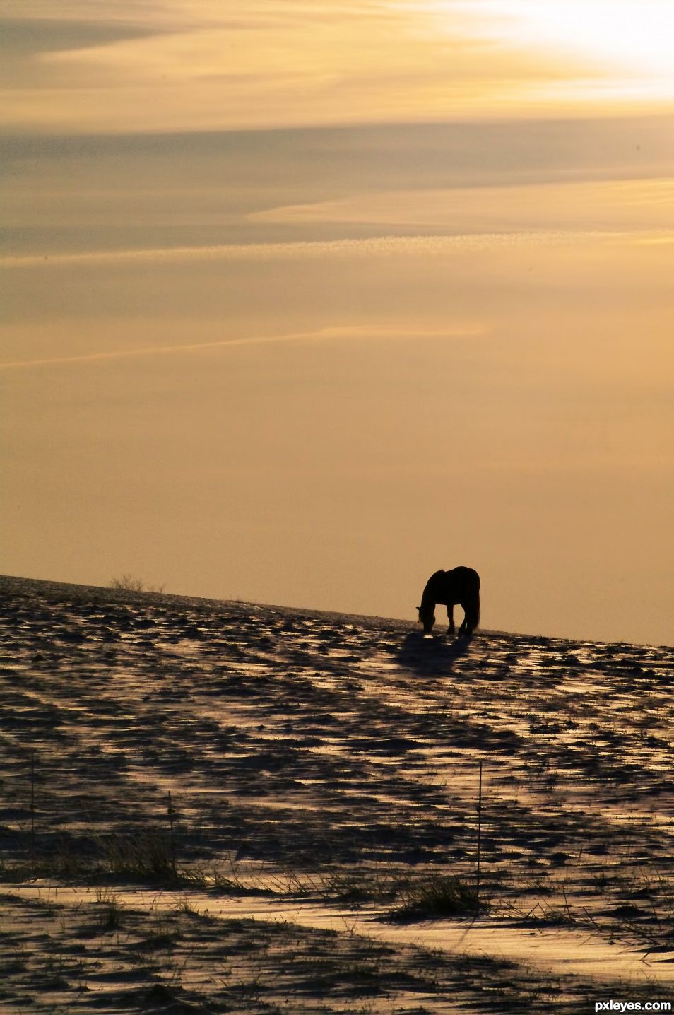 Horse on the Horizon