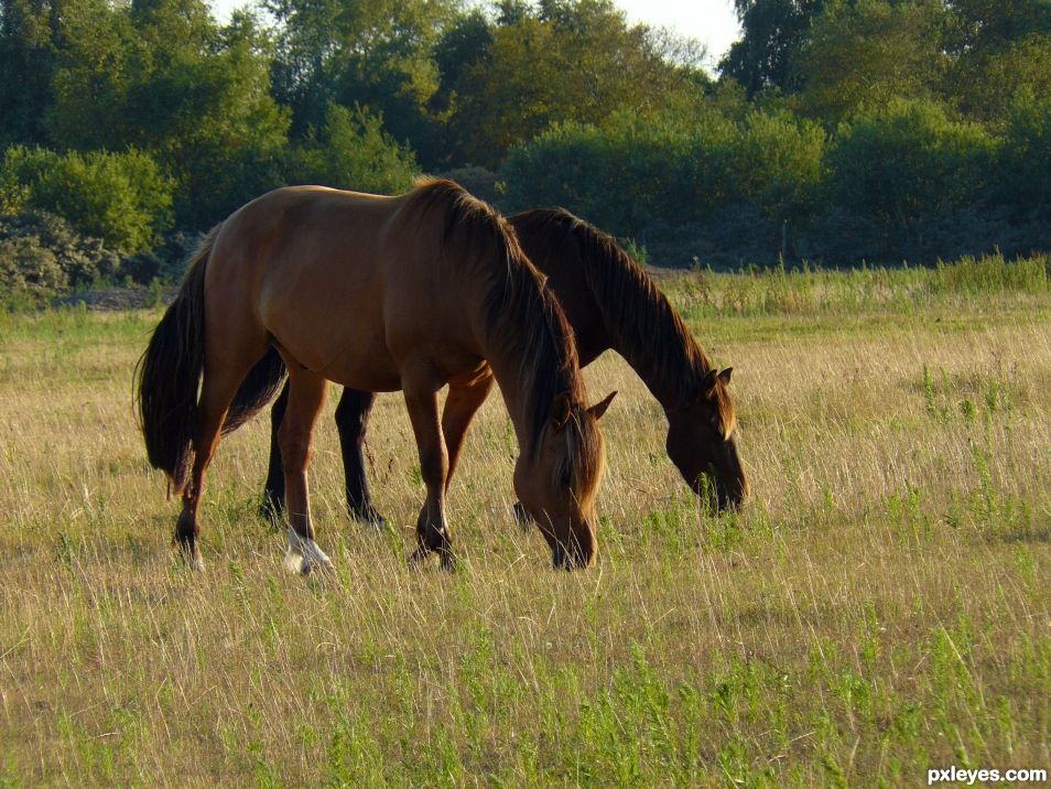 Henson Horses