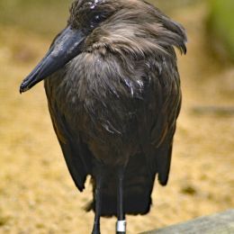 Hamerkop