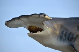 Hammerhead Shark