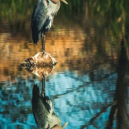 Heron Picture