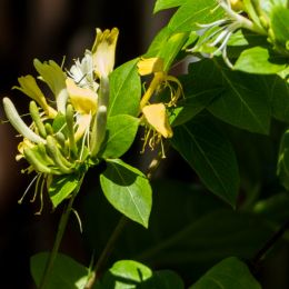 Honeysuckle