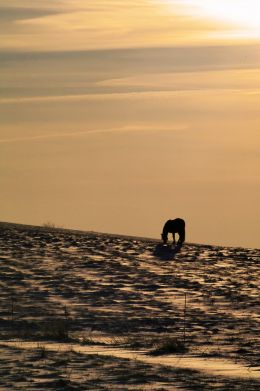 Horse on the Horizon