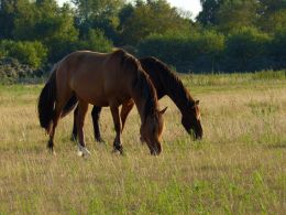 Henson Horses