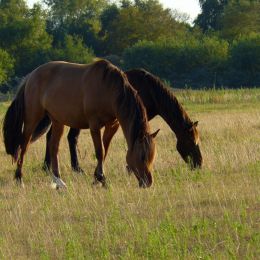 HensonHorses