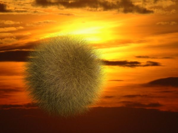 Hair Ball...