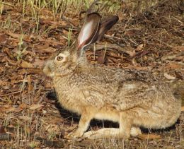 Hare hair