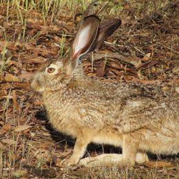 Harehair