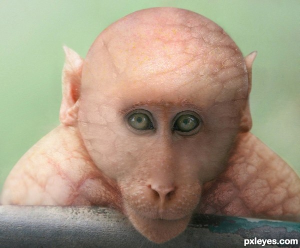 Hairless Monkey photoshop picture)