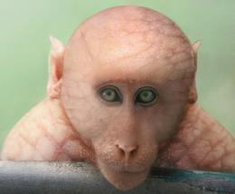 HairlessMonkey