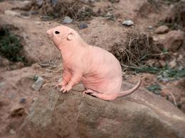 Prairiedog