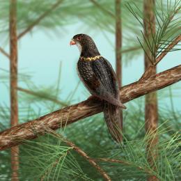 Golden Ringed Forest Falcon