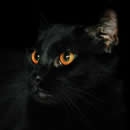 halloween 2 photography contest
