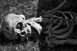 Bones