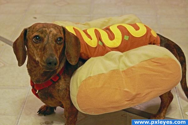 Hot-"Dog"