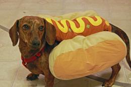 Hot-"Dog"