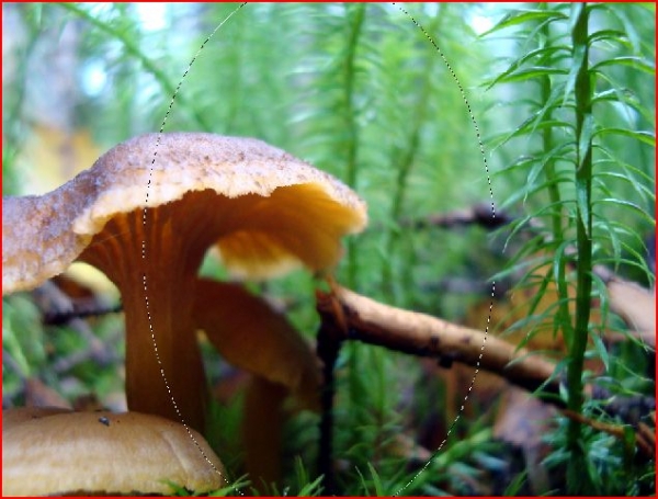 Creation of Too Many Shrooms: Step 1