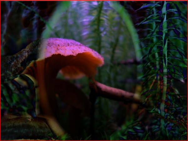 Creation of Too Many Shrooms: Step 4