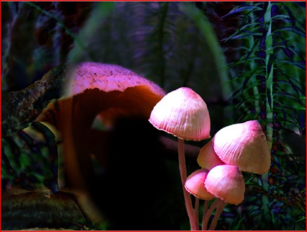 Creation of Too Many Shrooms: Step 5