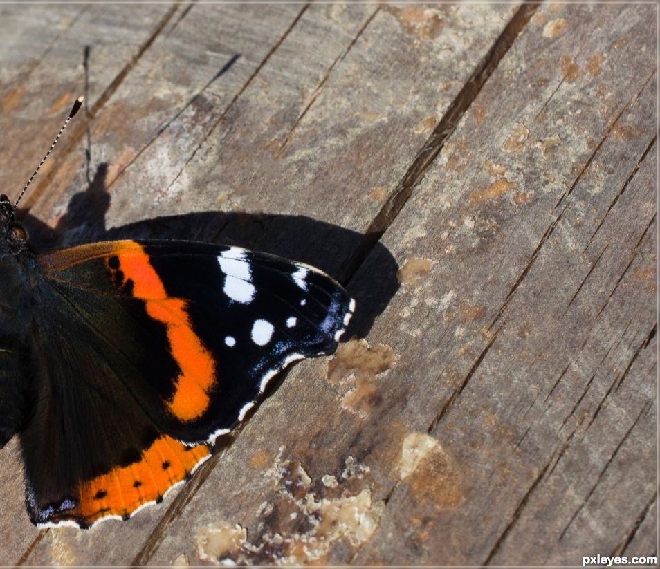 Half a butterfly casts more than a half-shadow (proverb)