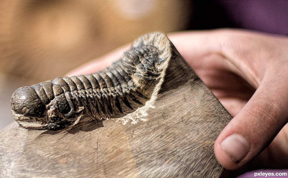 Young hand, old fossil