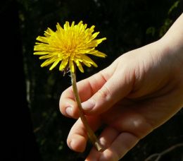 A Flower for Mom