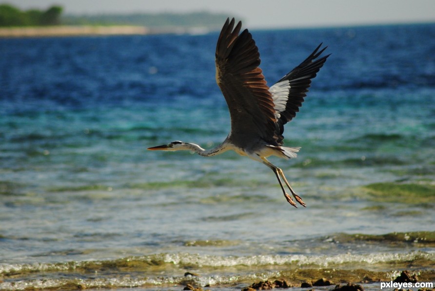 Creation of Flight over the Conch Tree : Step 1