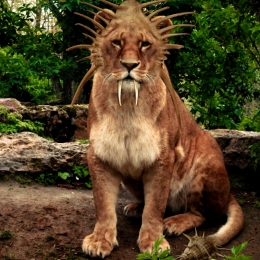 SaberHeadLion