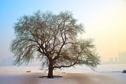 Harbin Tree Picture