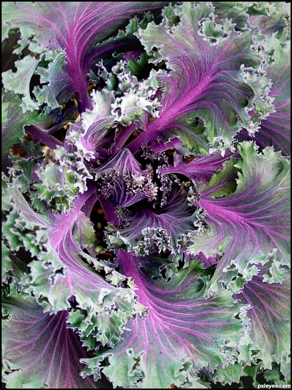 Red Chidori  (Kale)