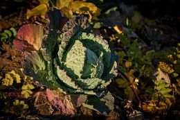 Cabbage Patch