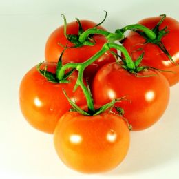 Tomato