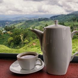 Acupoftea