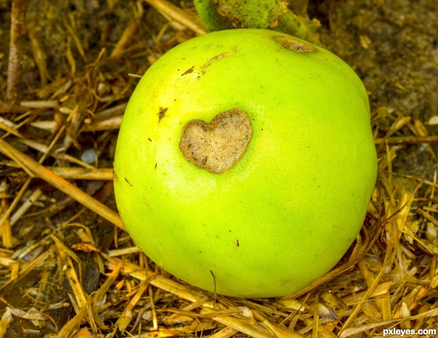 tomato heart