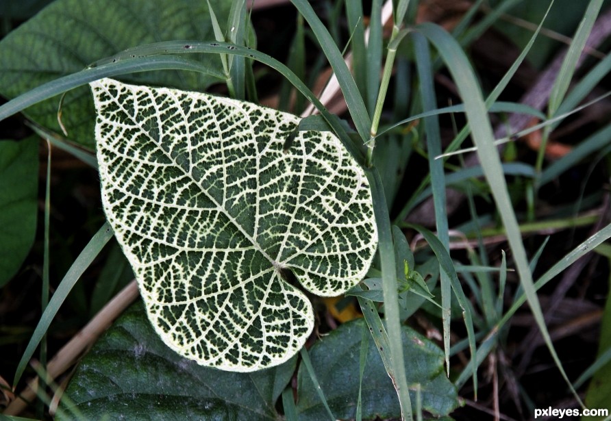 Variegated leaf