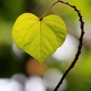 heart shaped nature photography contest