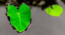 two different lonely hearts drifting on water 