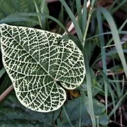 Variegatedleaf