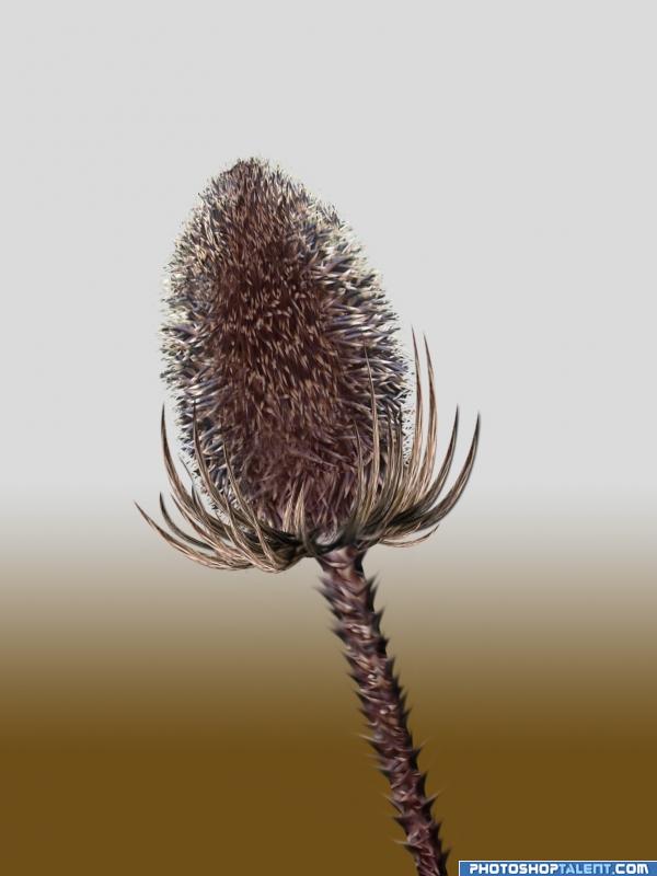 Thistle