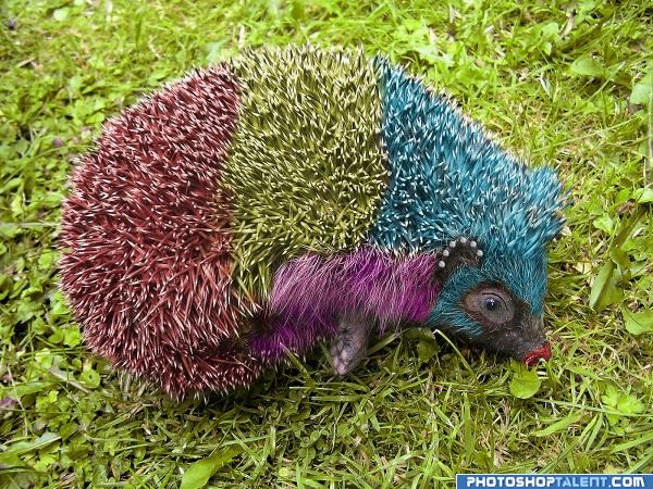 Creation of European Hedgehog: Final Result