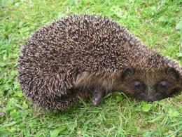 Hedgehog moved. Picture